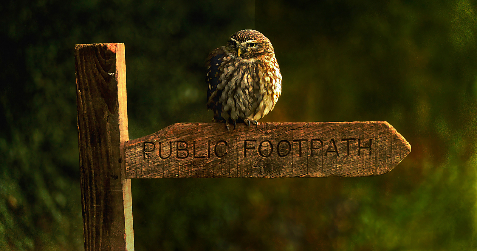 Lttle Owl by Geoff Hegarty