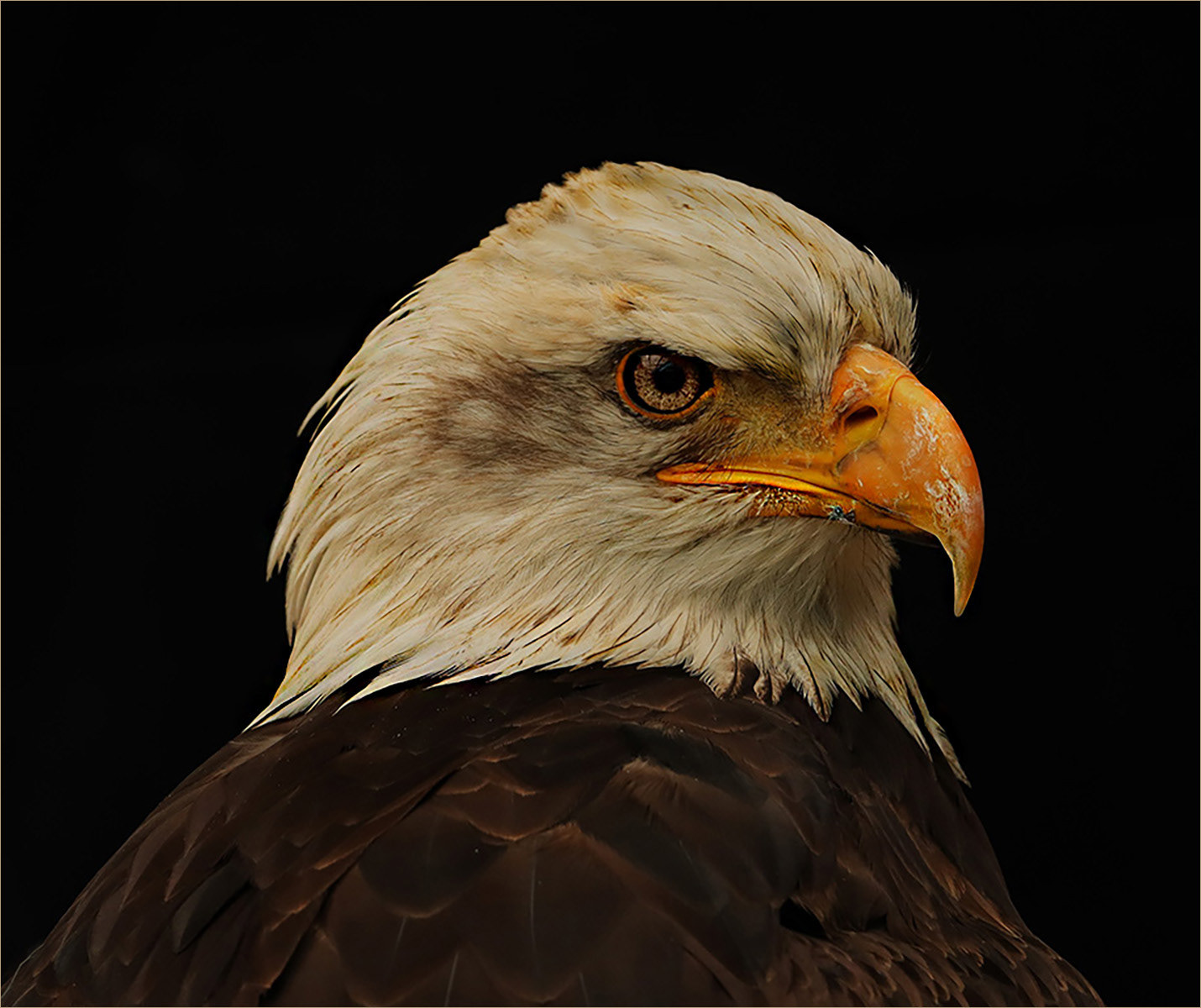 SCORE 10 Bald Eagle by Helen Bannan