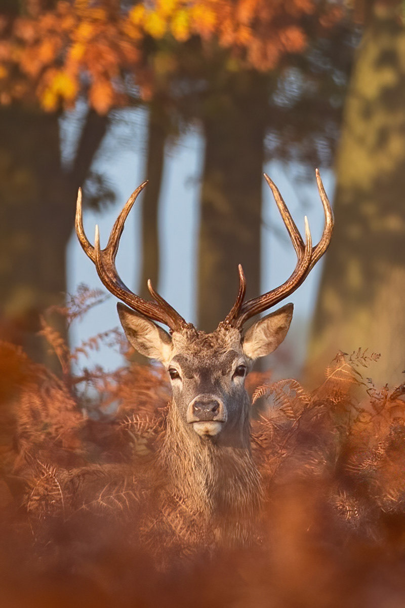 Portrait of Autumn by Daniel Langer