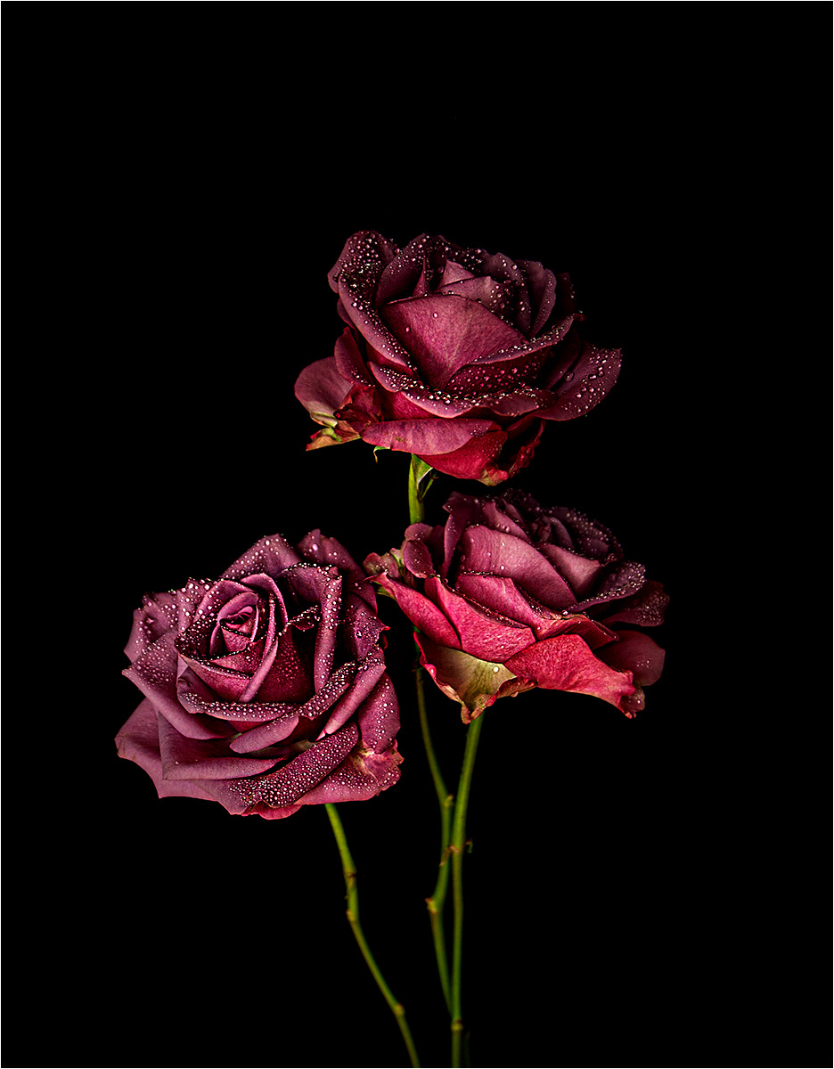 Three Graces by Bogdan Schiteanu