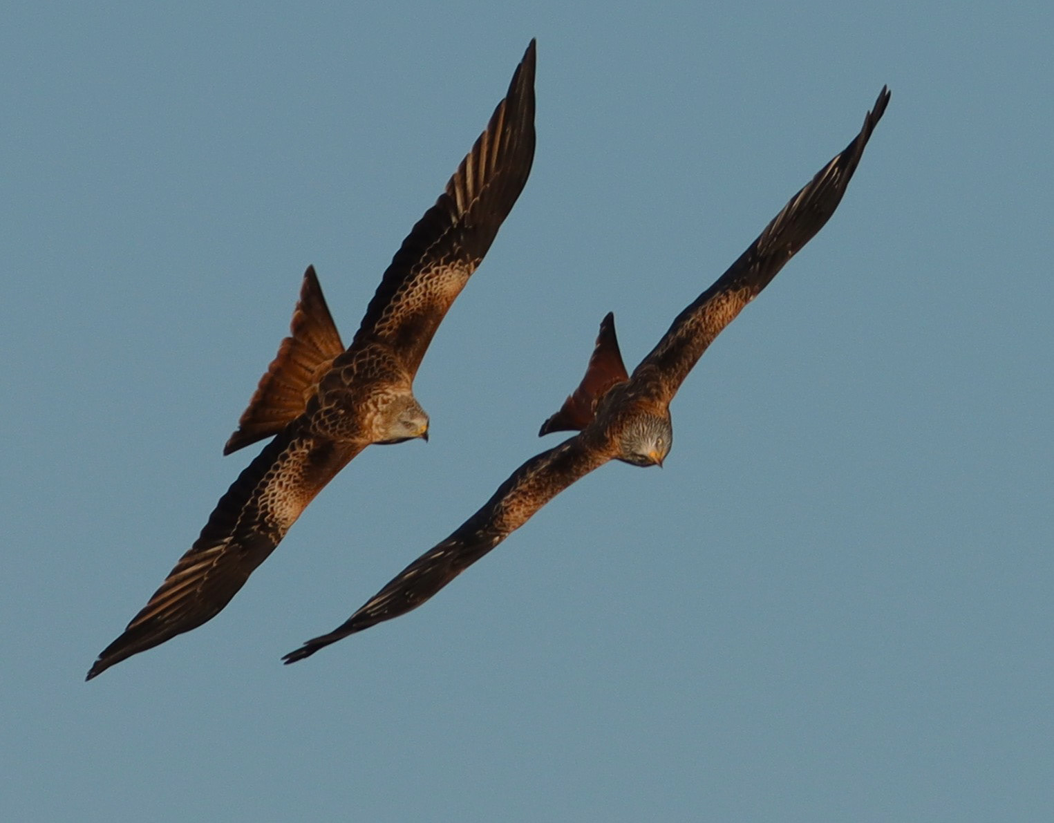 SCORE 9 Tandem Flight by Helen Bannan