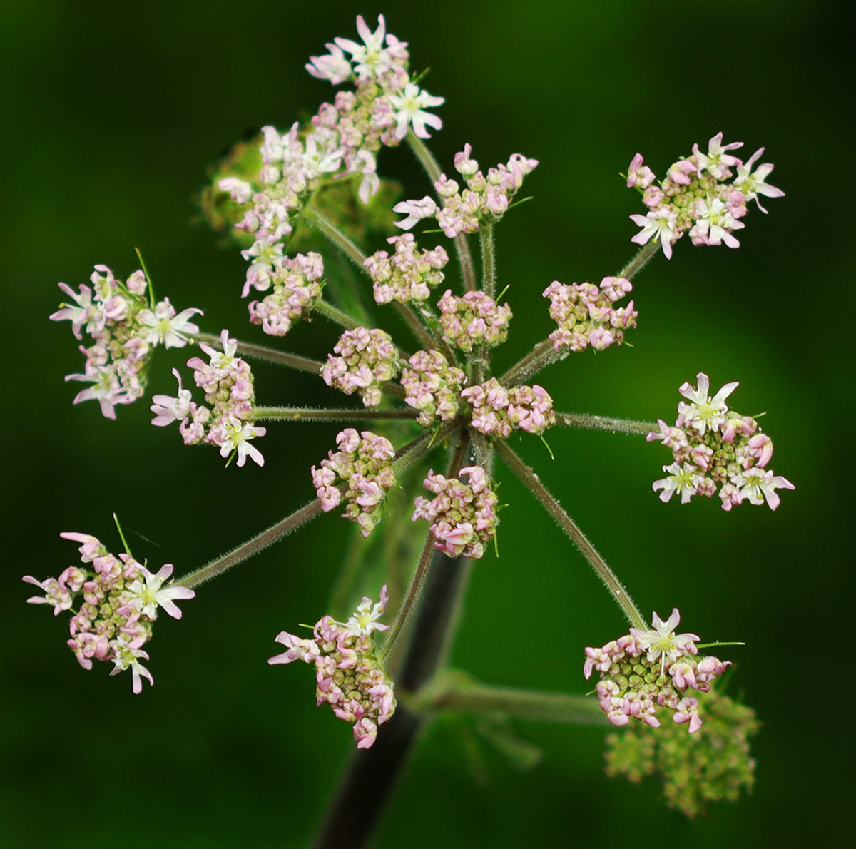 Nature's Firework by Helen Bannan
