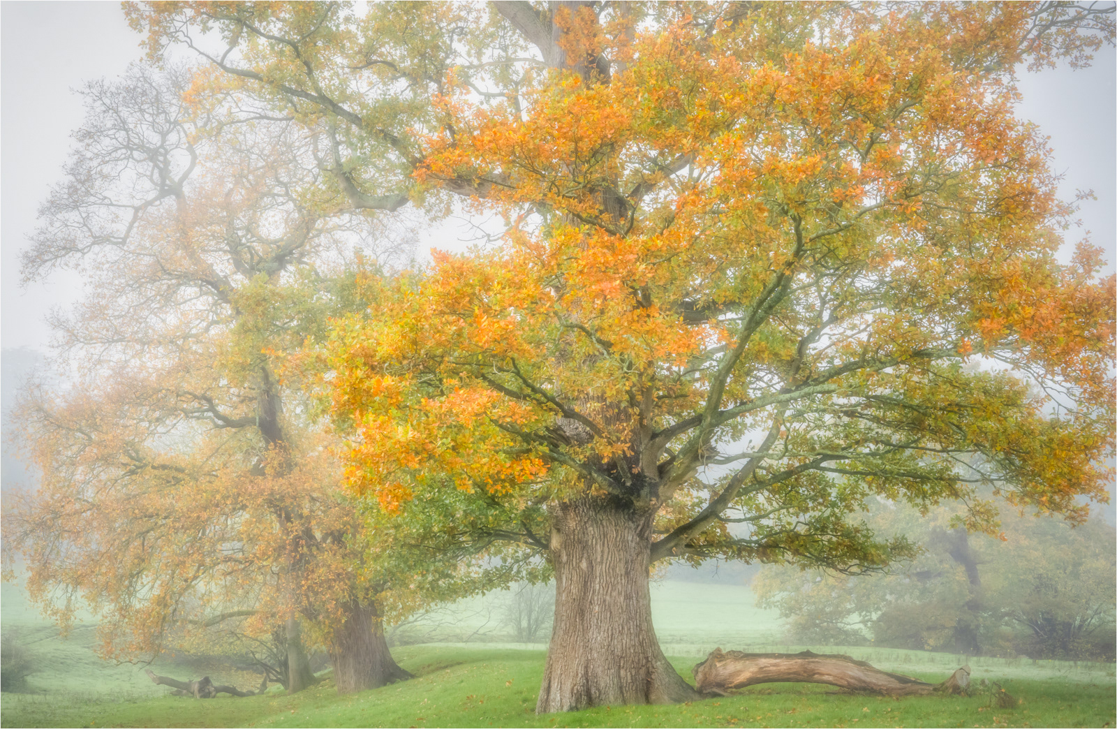 Highly Commended: Richard Knapp  LRPS_Trees near Norbury in soft autumn light