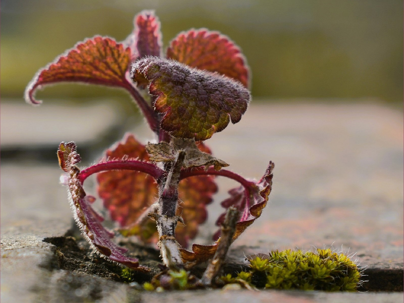 Born Survivor by Martin Melesi
