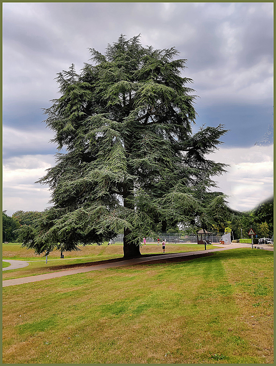 Fir Tree by Ron Smith ARPS DPAGB