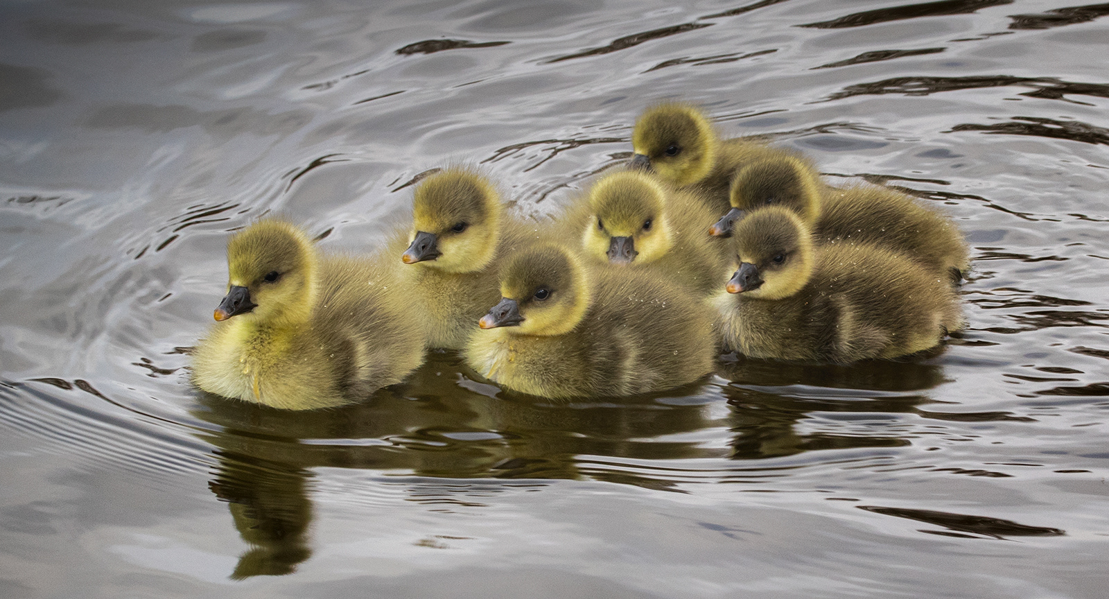 SCORE 9.5 Pink Footed Goose Goslings by Mike Williamson
