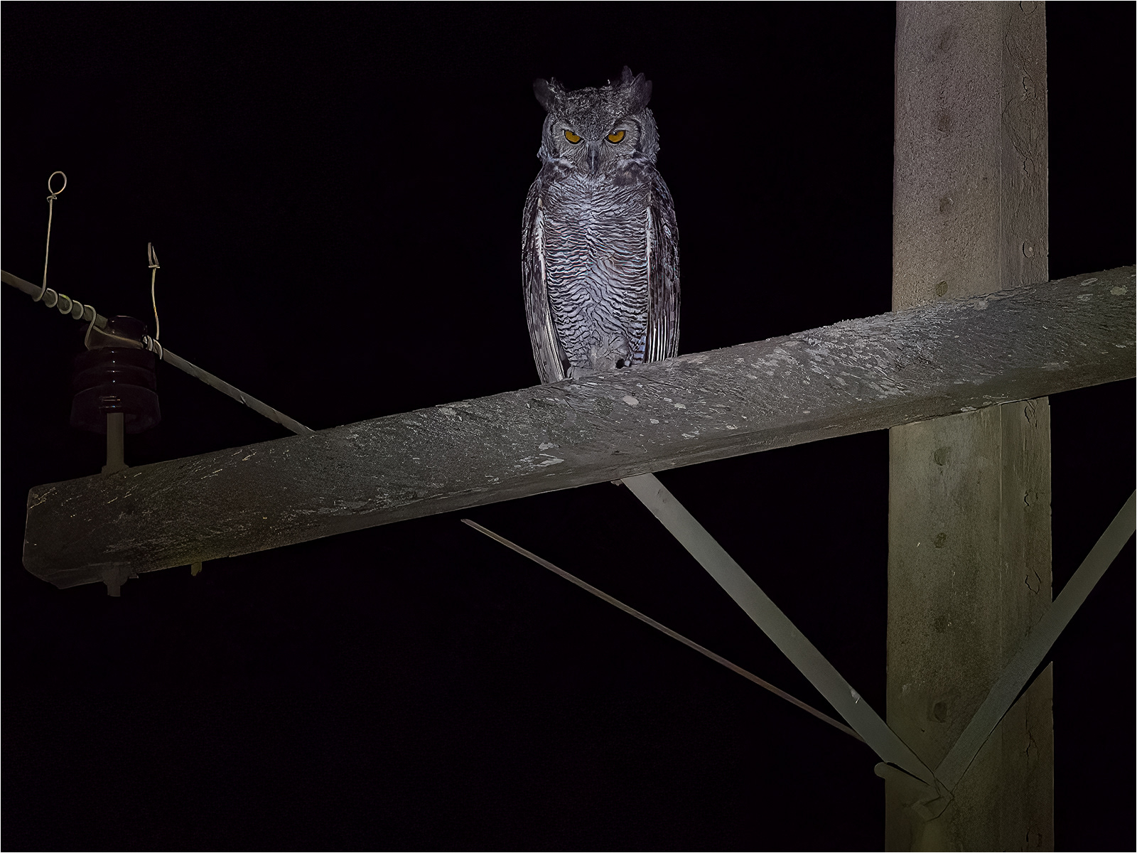 Great Horned Owl By Torchlight by John Bartlett PhD