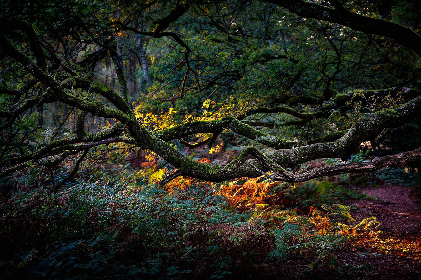Last sun light at Abinger Woods by Bogdan Schiteanu