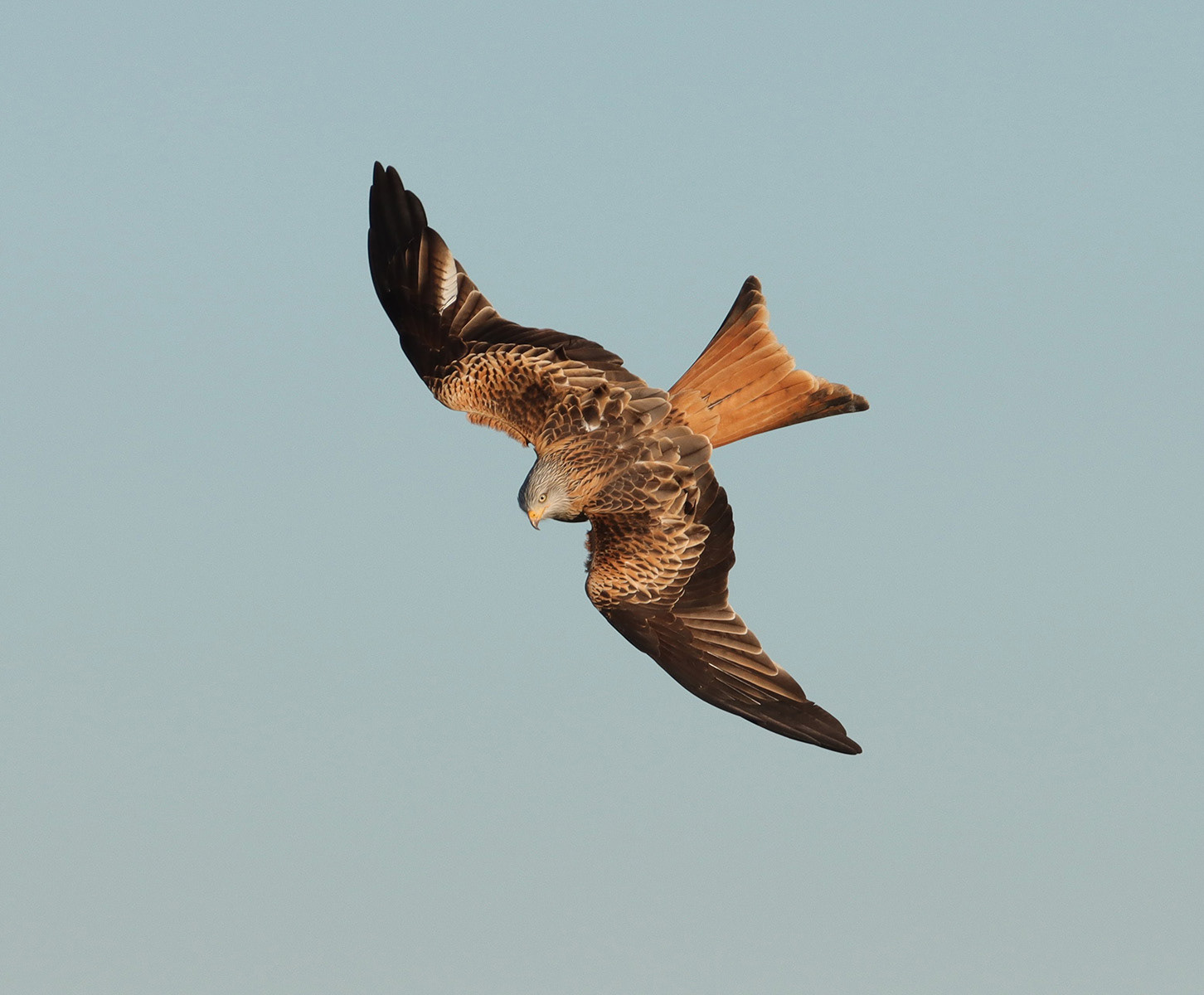 Red Kite Soaring High by Helen Bannan