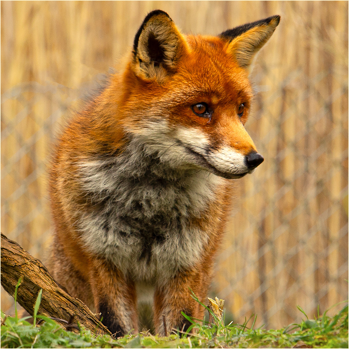 HELD BACK Foxy by Catherine Allum