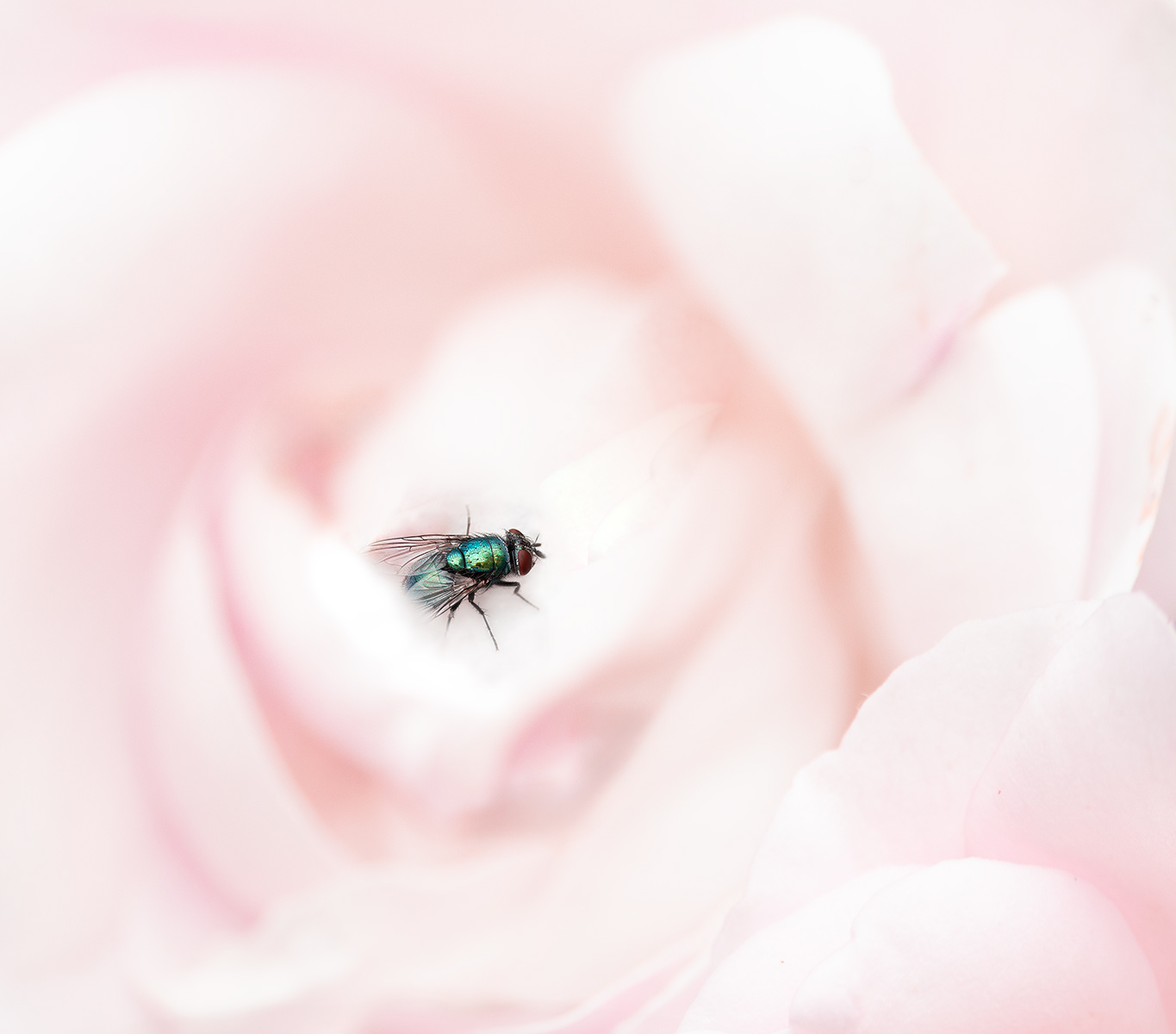 Emerald by Sheena Rogers ARPS