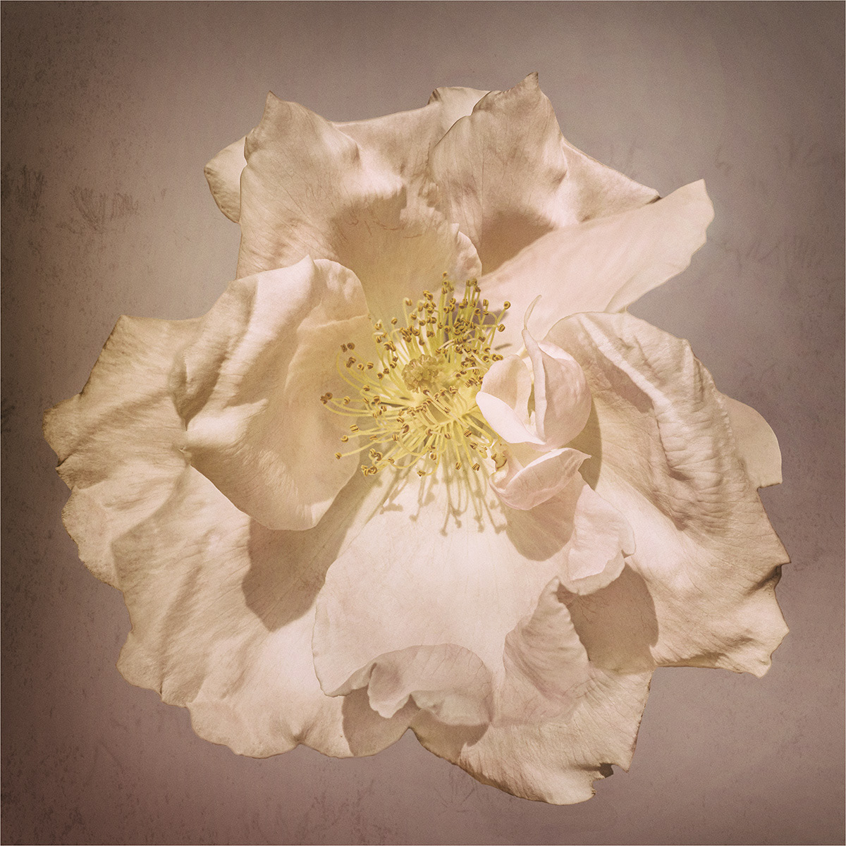 The Fragile Rose by Genetta Aprilante