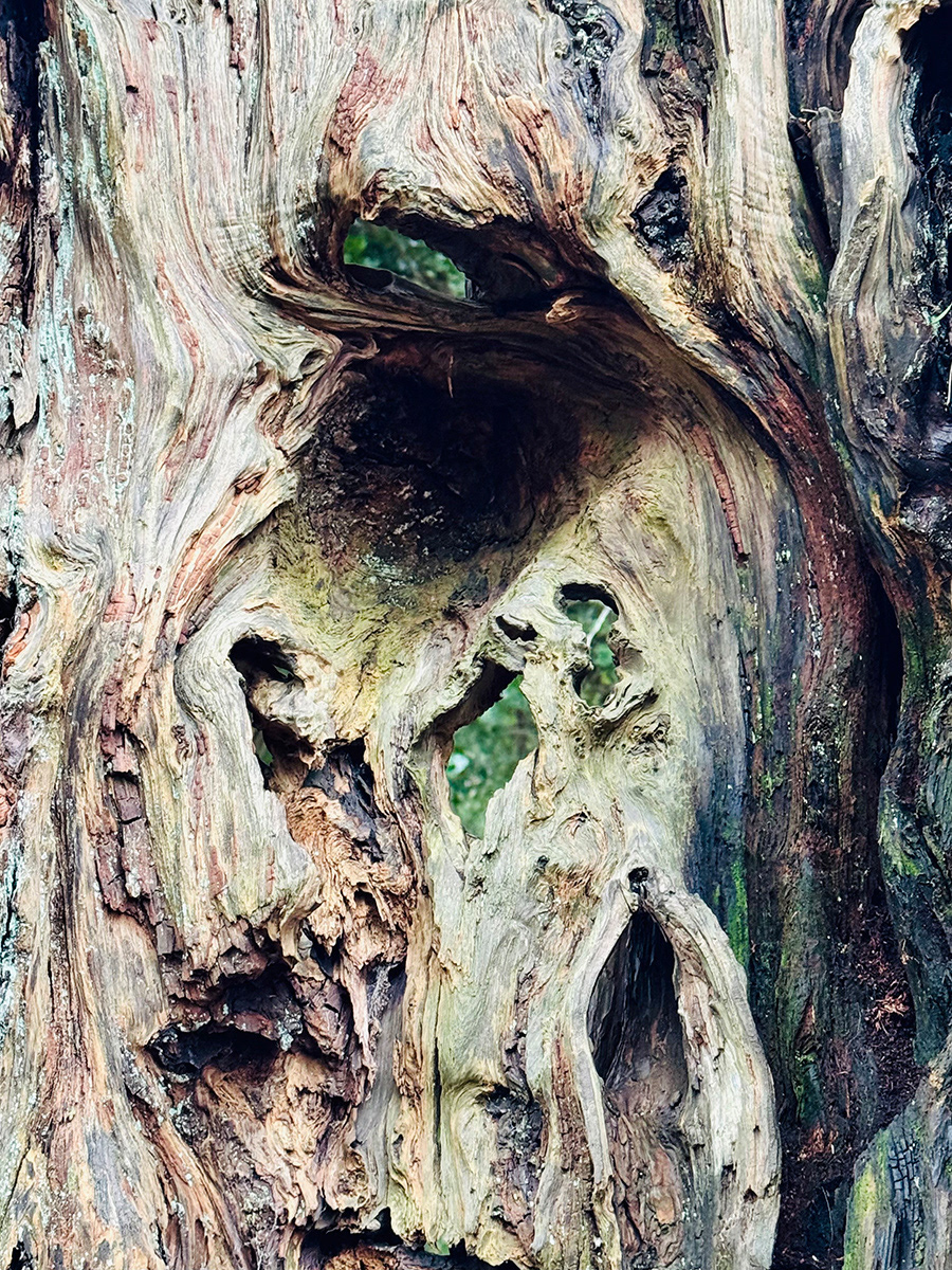 Ancient Yew Tree by Maribel Monfort