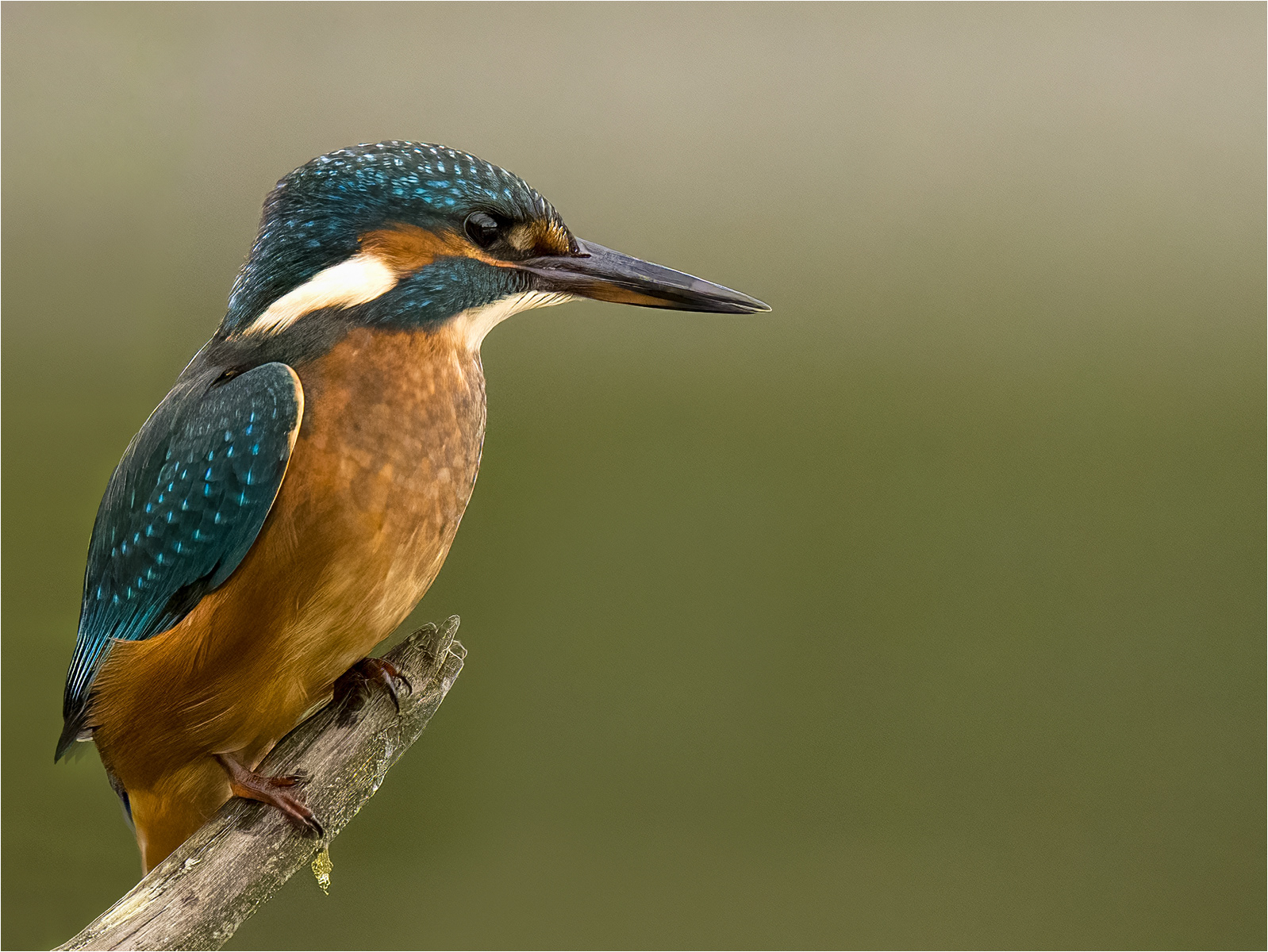 Female Kingfisher At Warnham Reserve by John Bartlett PhD