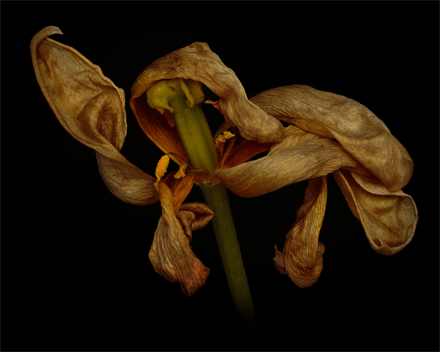 SCORE 9.5 Fading Glory II by Mike Nott