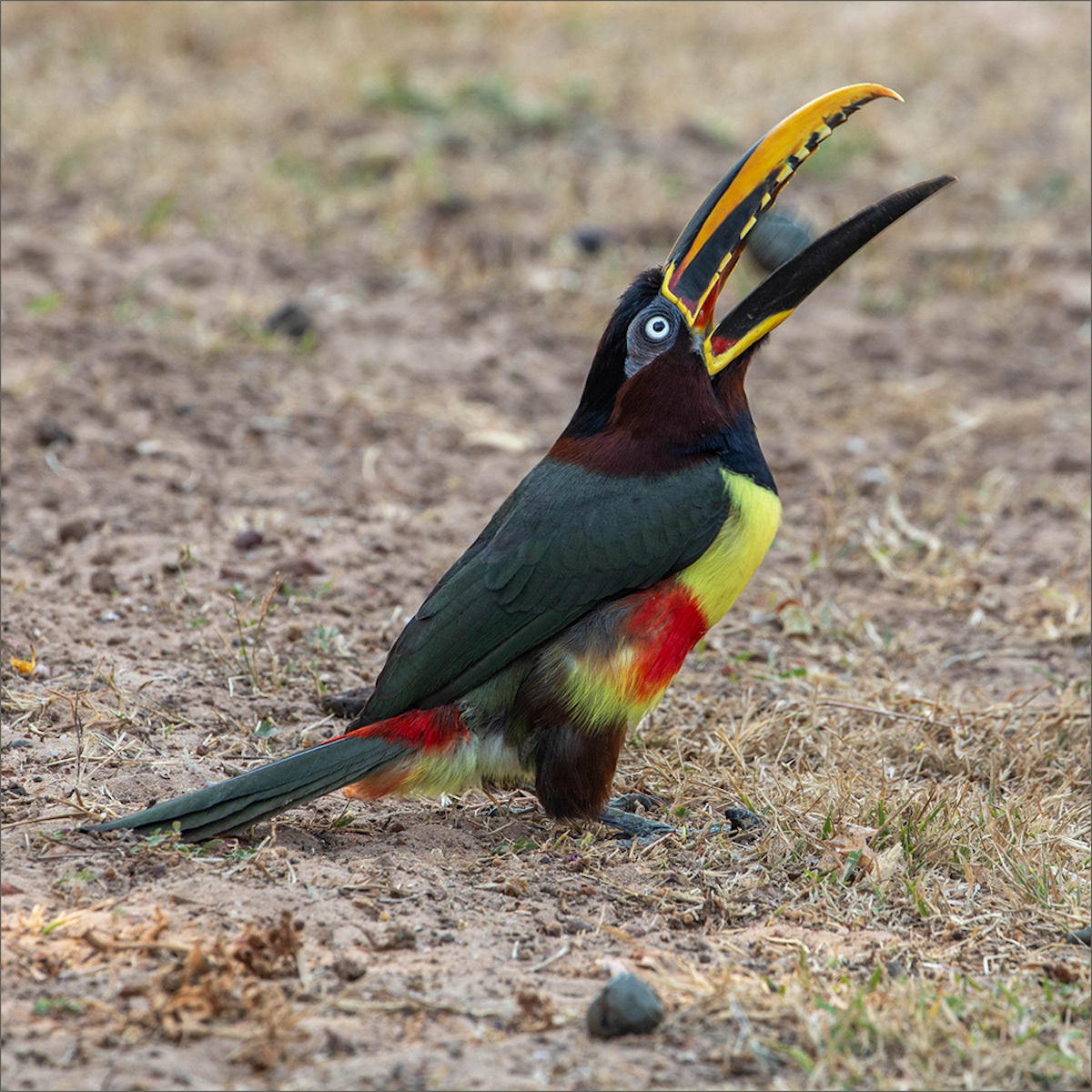SCORE 9.0 Acari eating a seed by Neil James