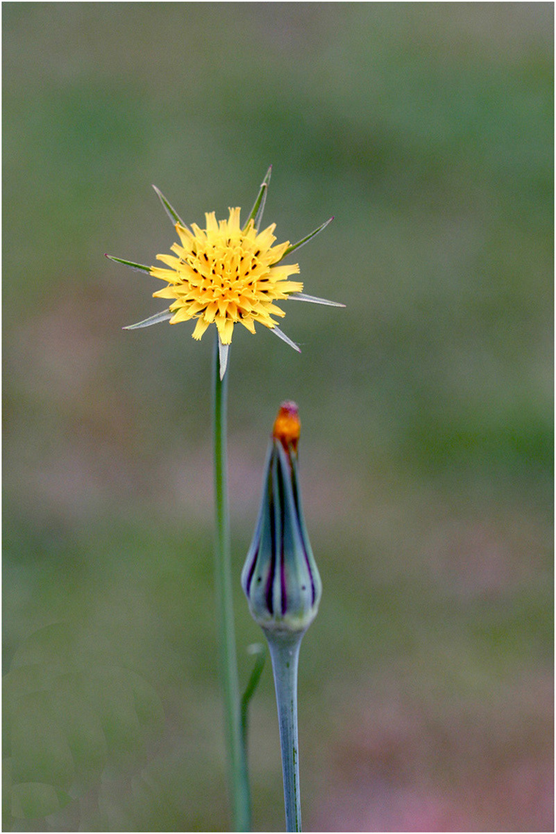 The Dandelion by Angela Stockbridge LRPS