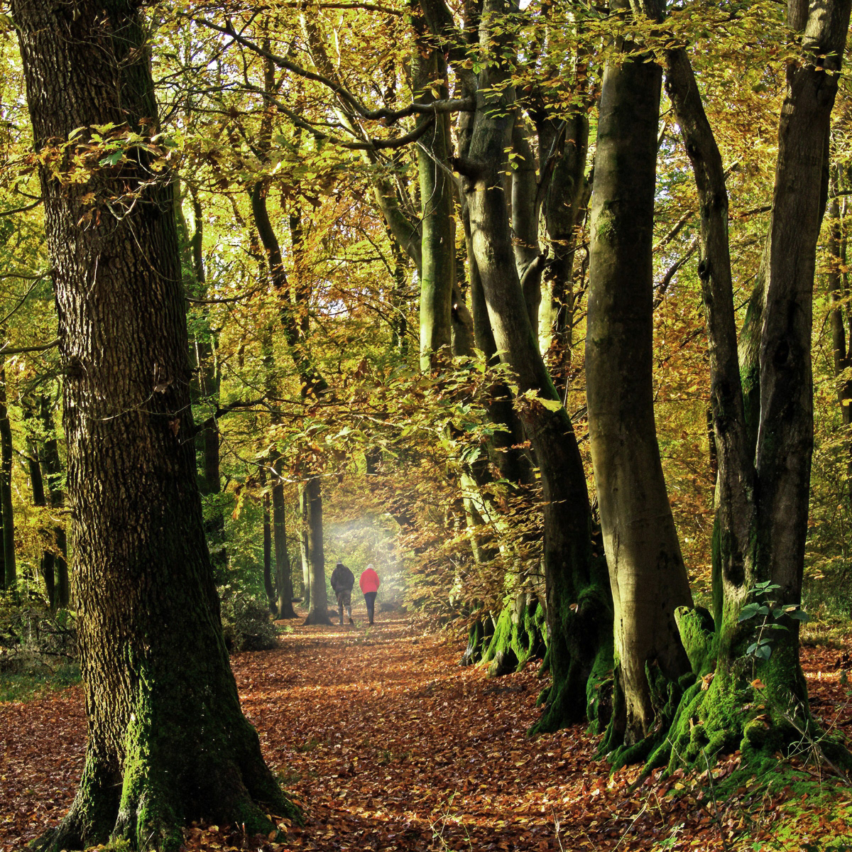 SCORE 7.0 Autumn walk by Edward Bennett LRPS