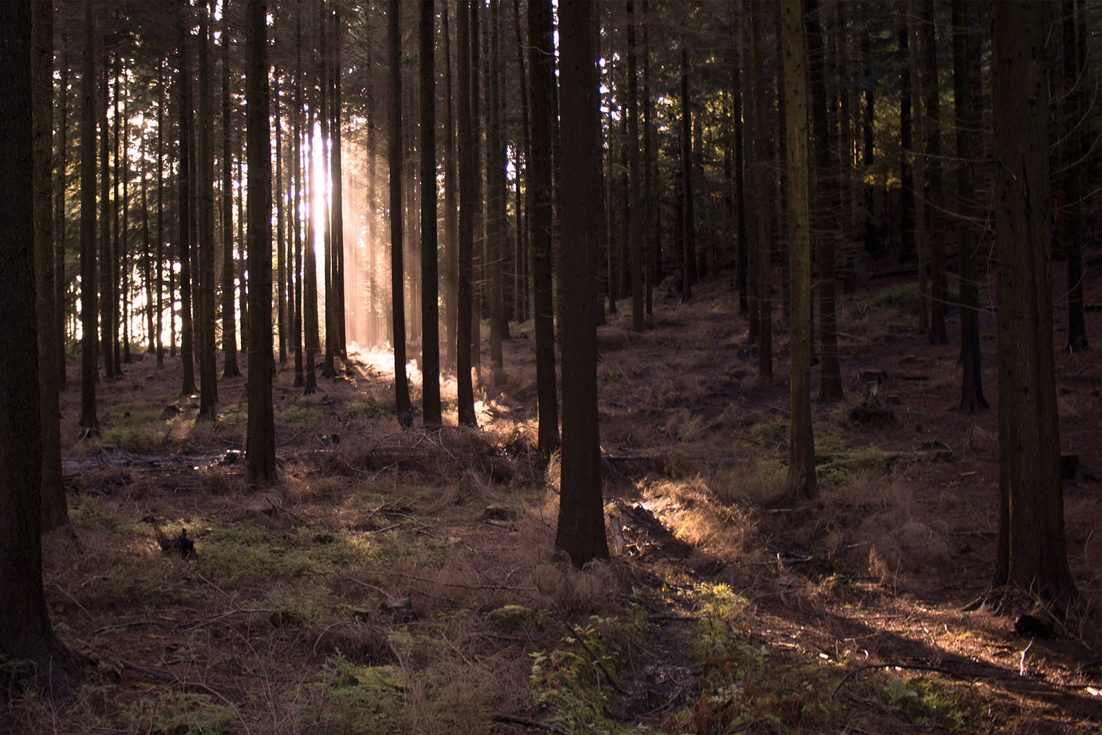 SCORE 9.5 Catherine Allum Beam of light
