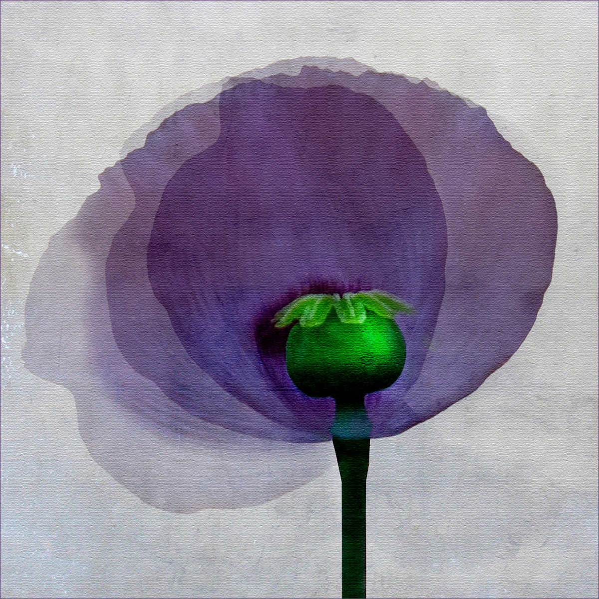 SCORE 9 Papaver on Plaster - David Balaam