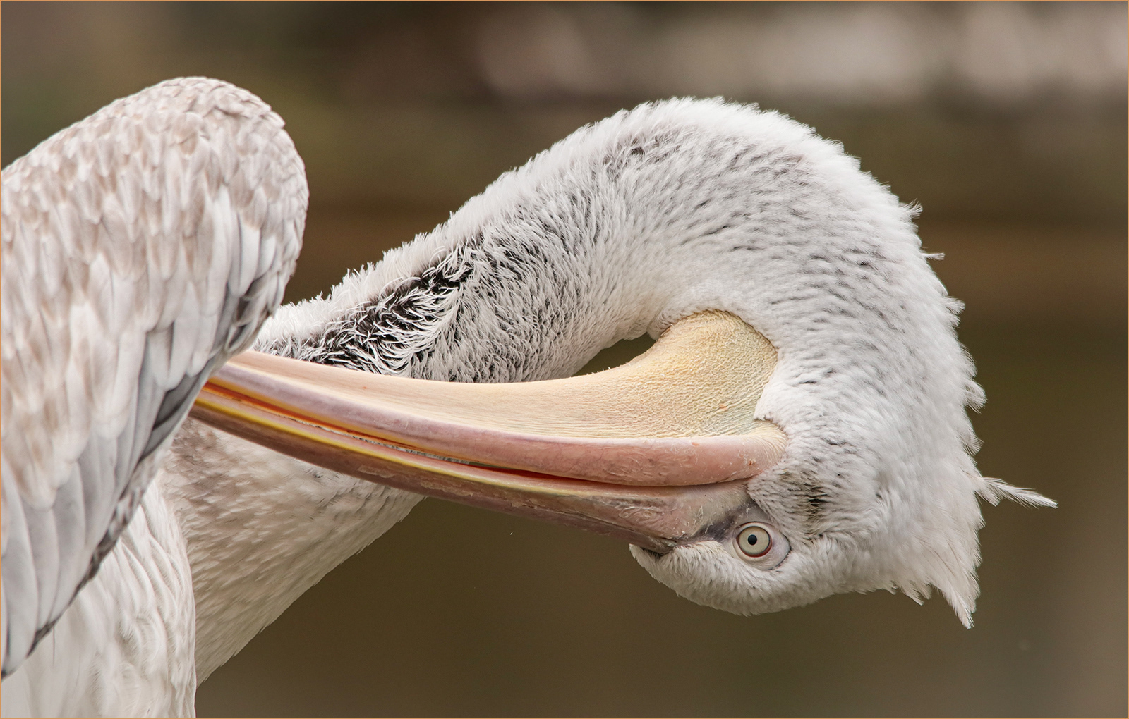 RUNNER-UP Curve of the Pelican's Bill by Lorraine Rowbottom