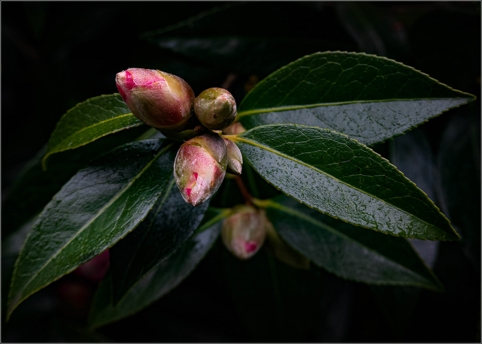 Camellia buds by Genetta Aprilante