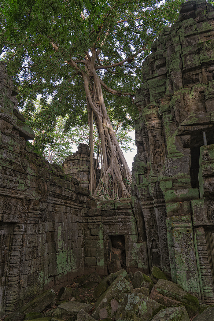 SCORE 9 Tree vs Building by David Hindley