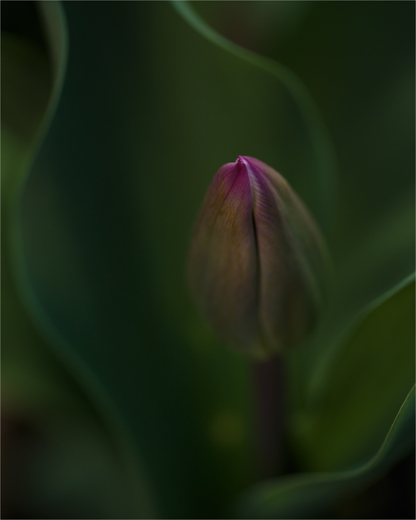 1st Emergence by Mike Nott