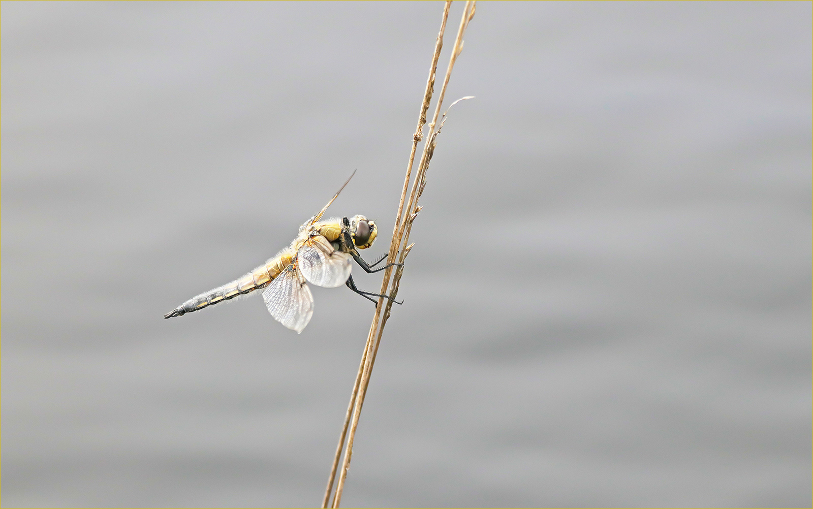 Dragonfly on Reed Grass by Lorraine Rowbottom