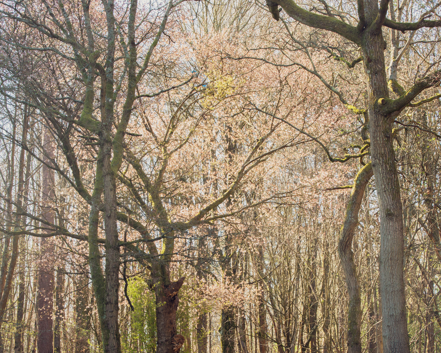 HELD BACK Impression by Zainab Medcotas