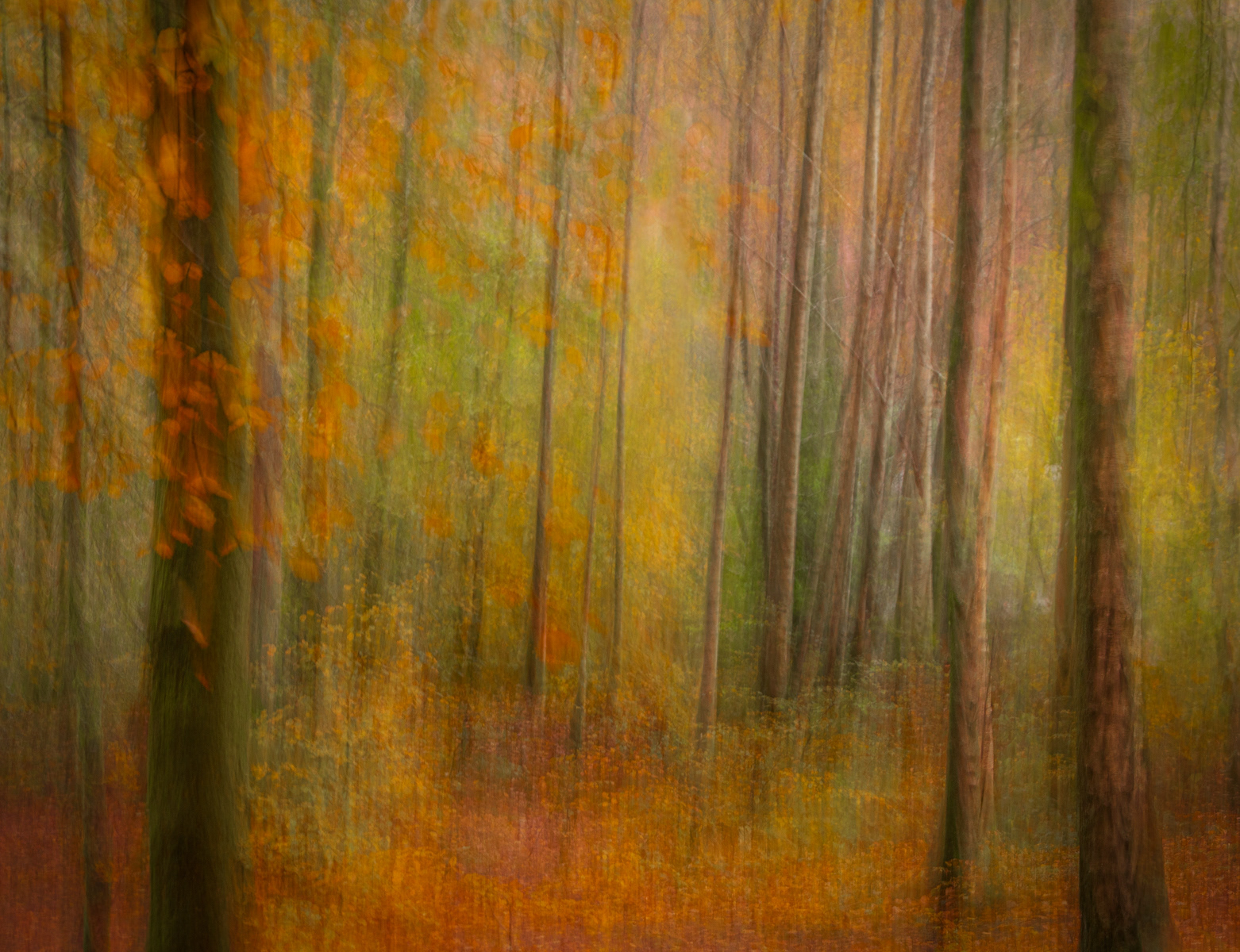 SCORE 10 Autumnal Woodland Vibrancy by Andi Hargreaves LRPS