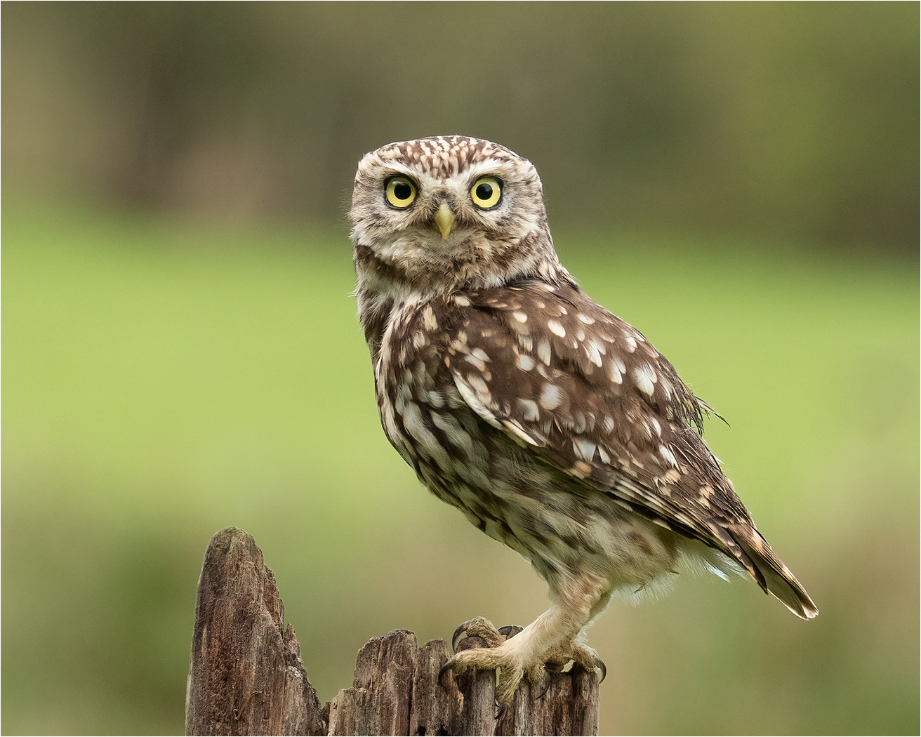 SCORE 17. Little Owl by John S Bartlett
