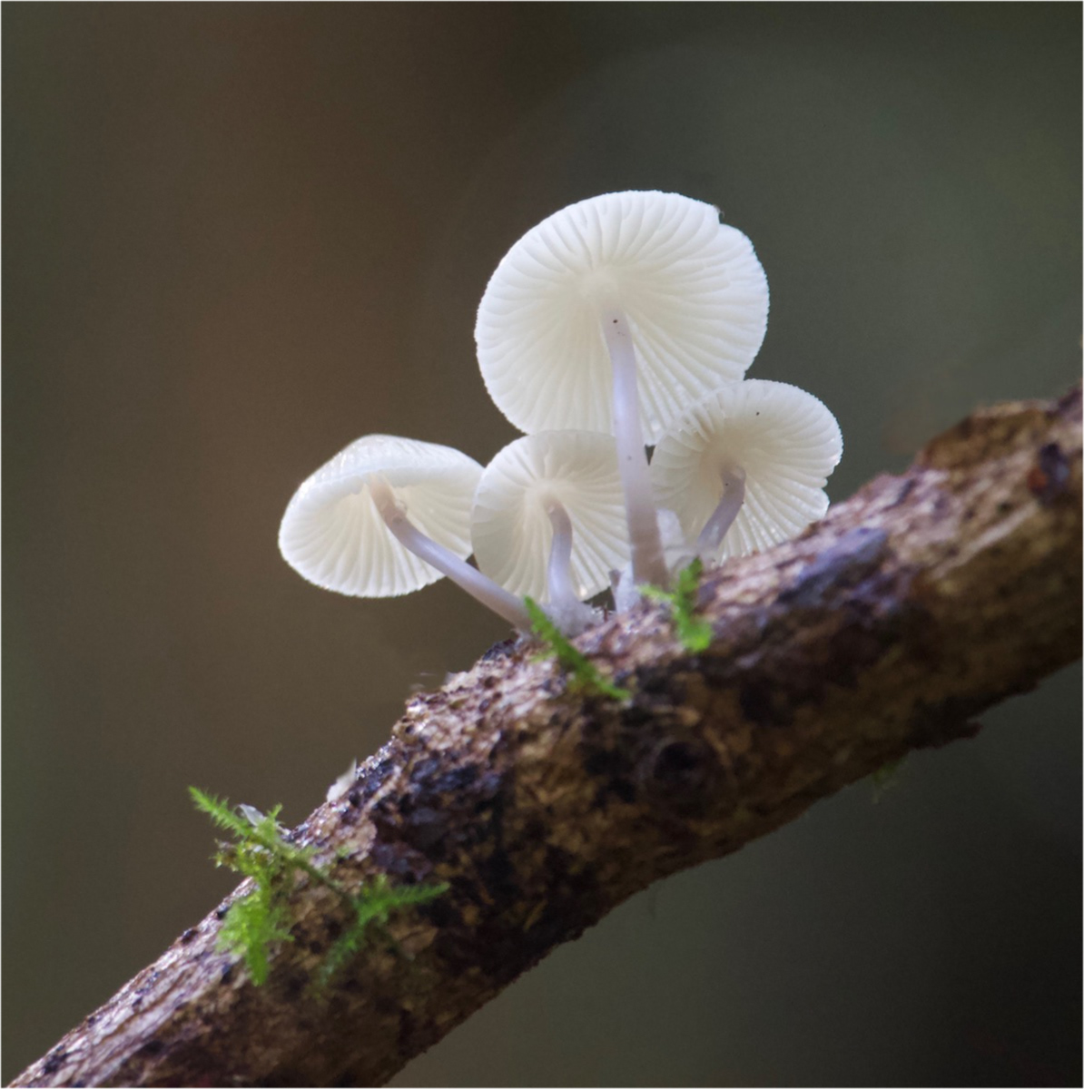 Fungi on tree by Alan Loryman