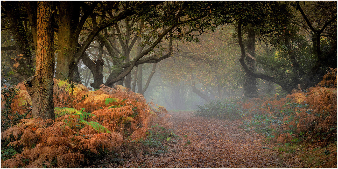 FIRST Woodland Glade by Bob Ede