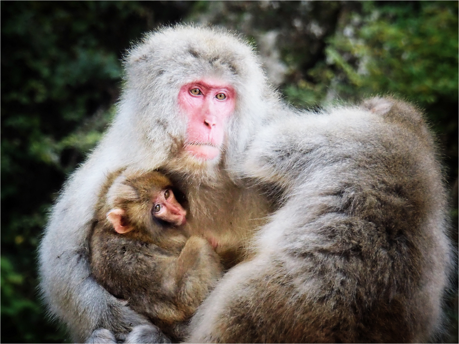 Snow Monkey Family by Andrew Webster ARPS