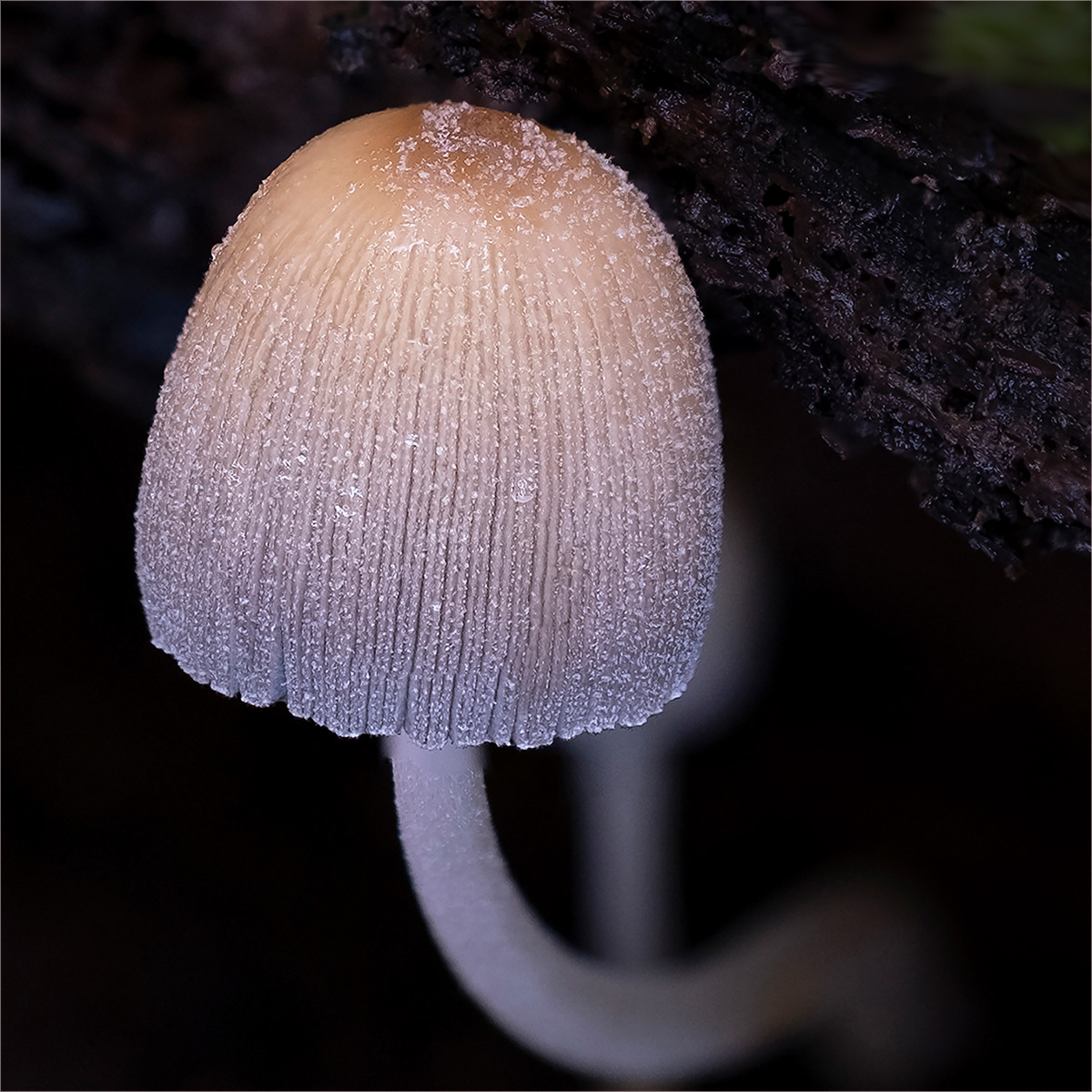 HELD BACK  Glistening Inkcap by David Balaam