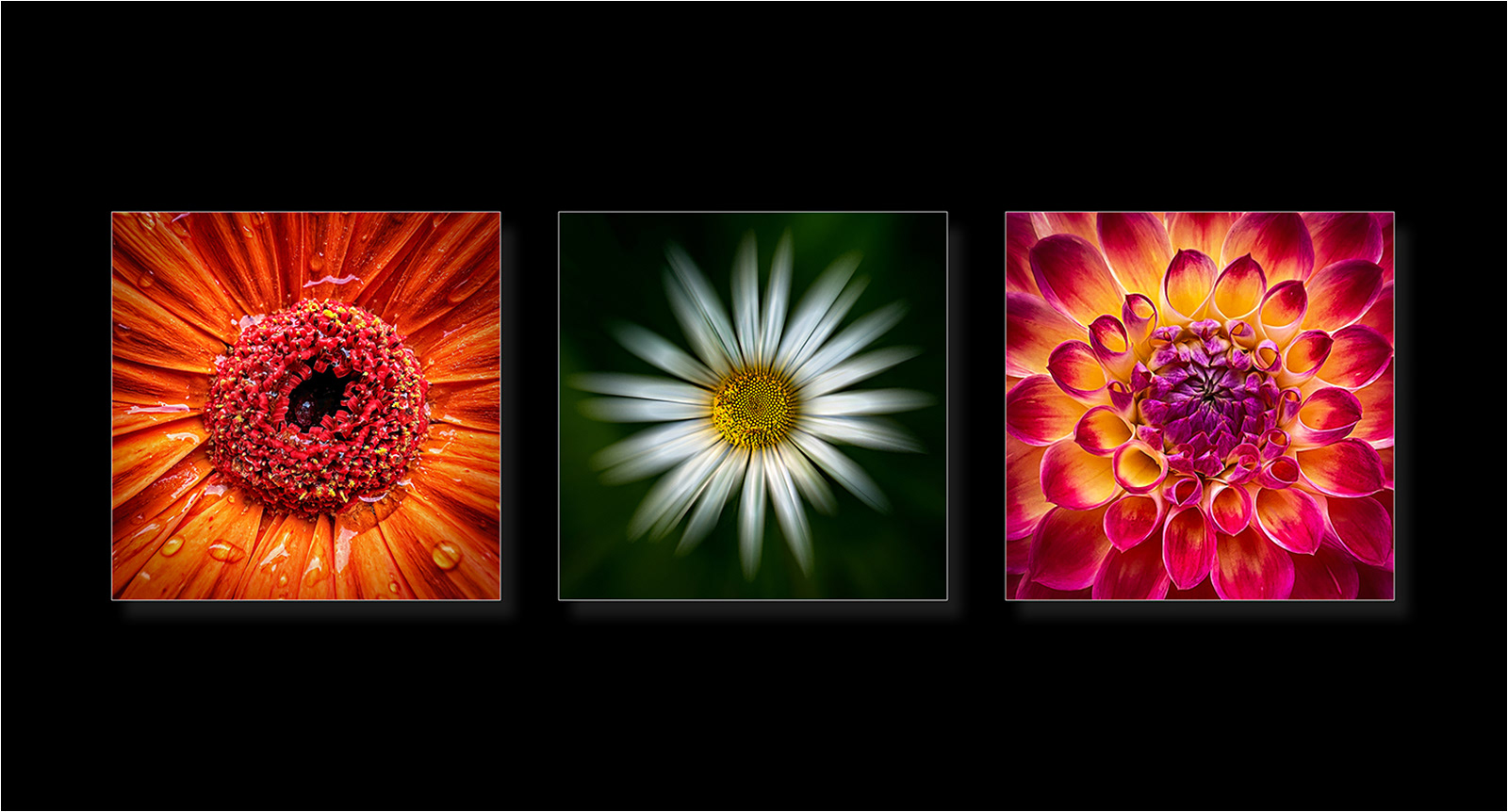 HELD BACK Spring trio by Bogdan Schiteanu