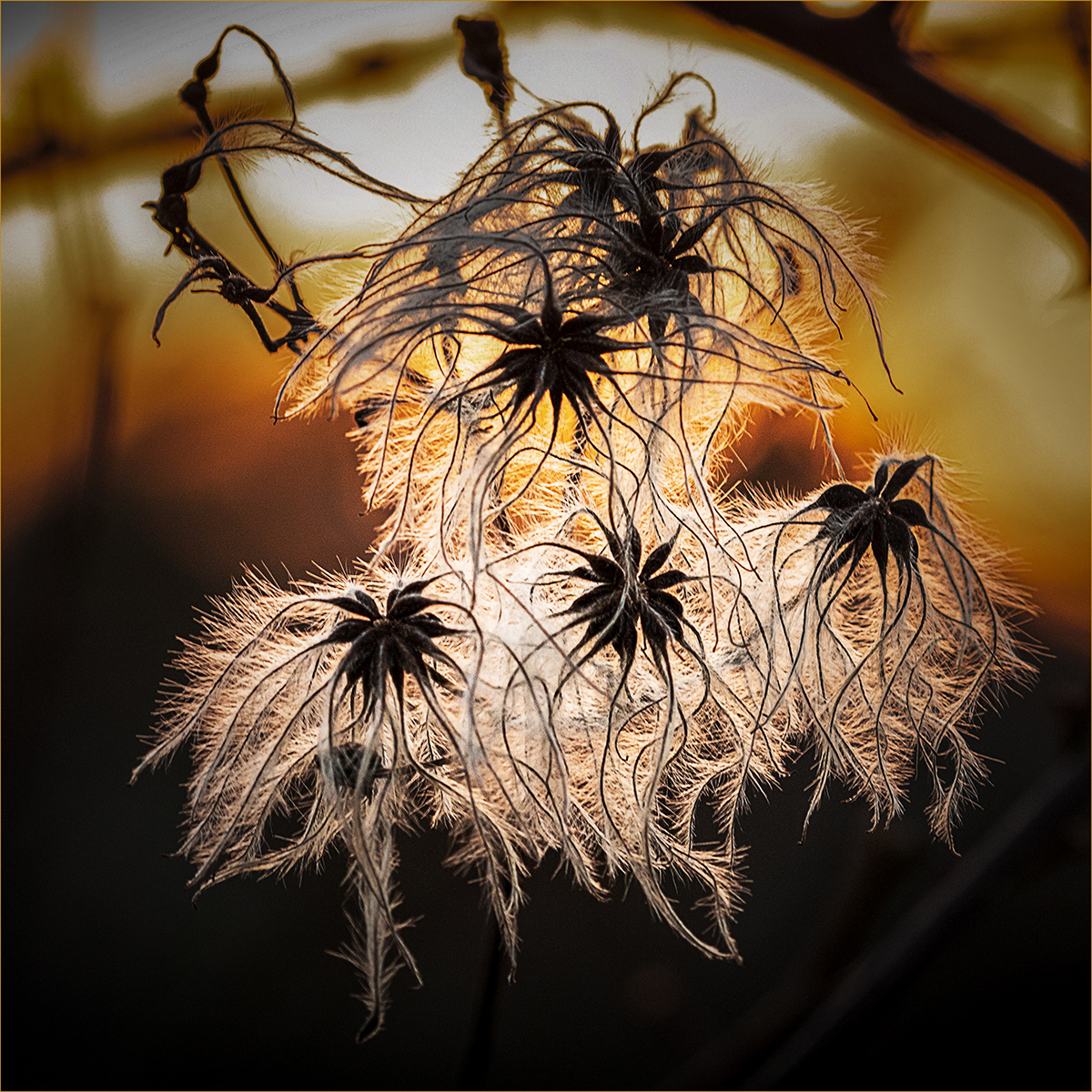 SCORE 7.5 Backlight on Wild Clematis Seed Heads by Bob Ede