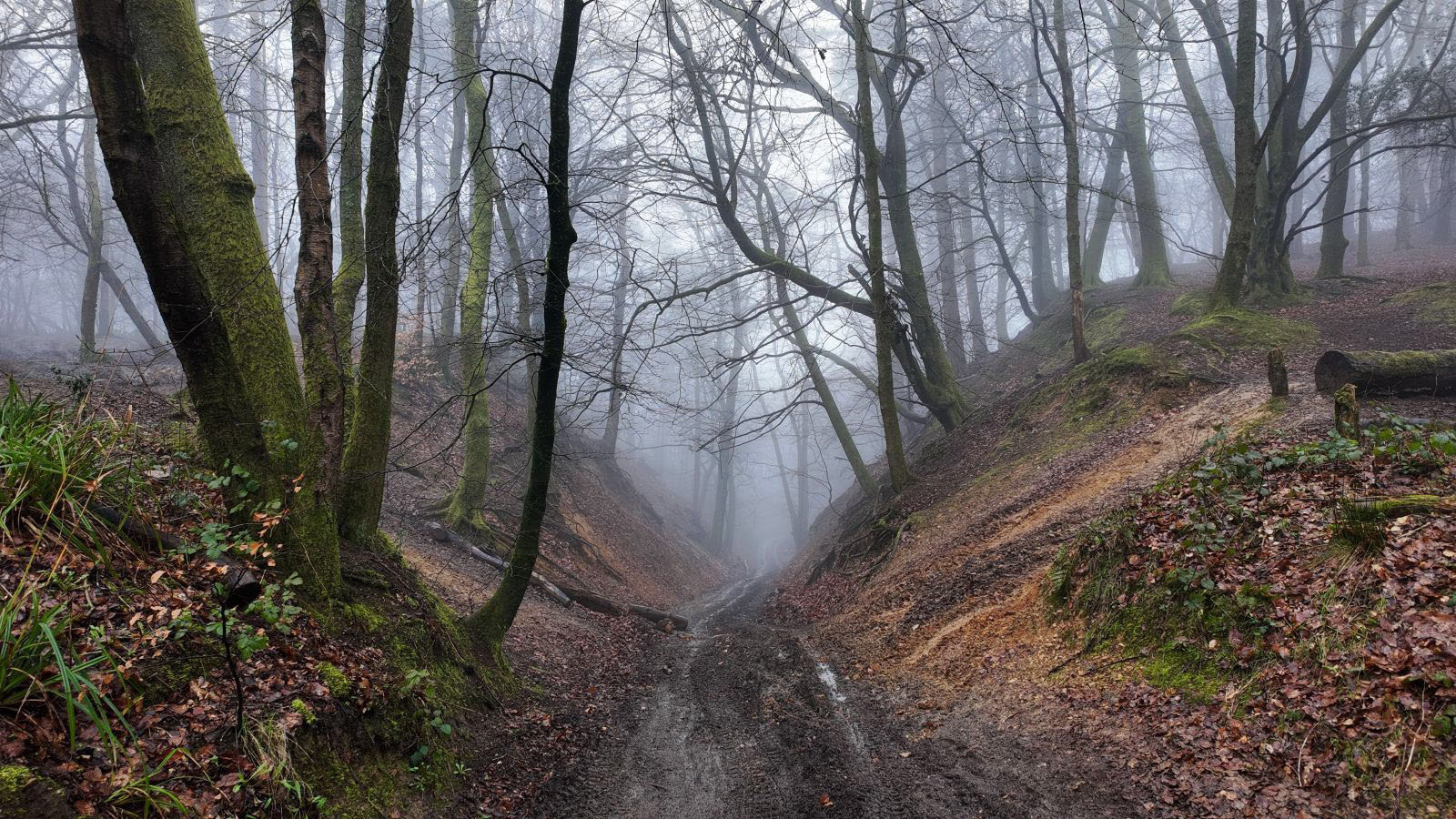 Held Back:  Tee Garmonsway_Woodland Road
