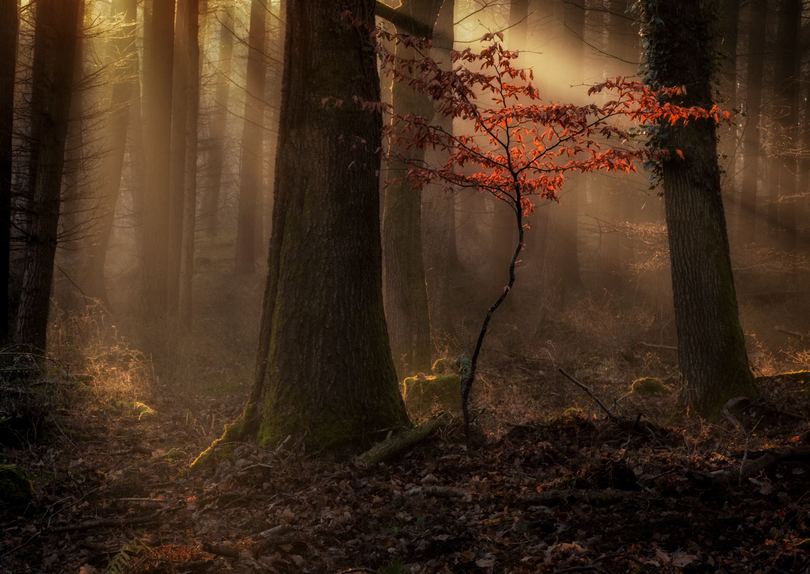 Where there is darkness there is light by Stuart Burch