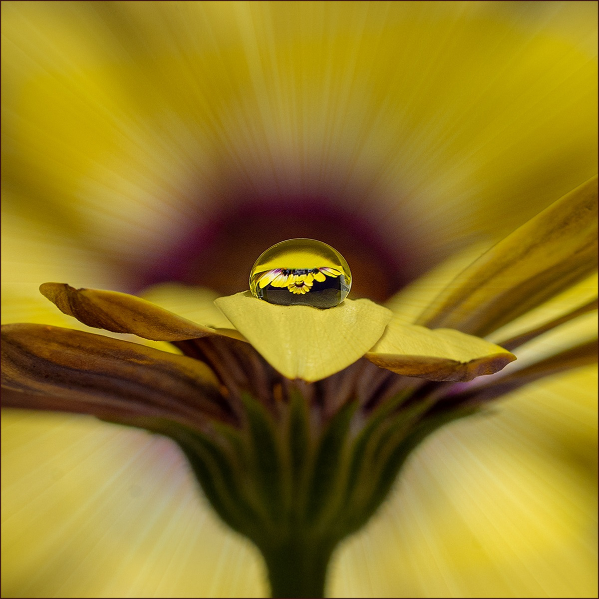 SCORE  9.5   African Daisy by  David Hindley