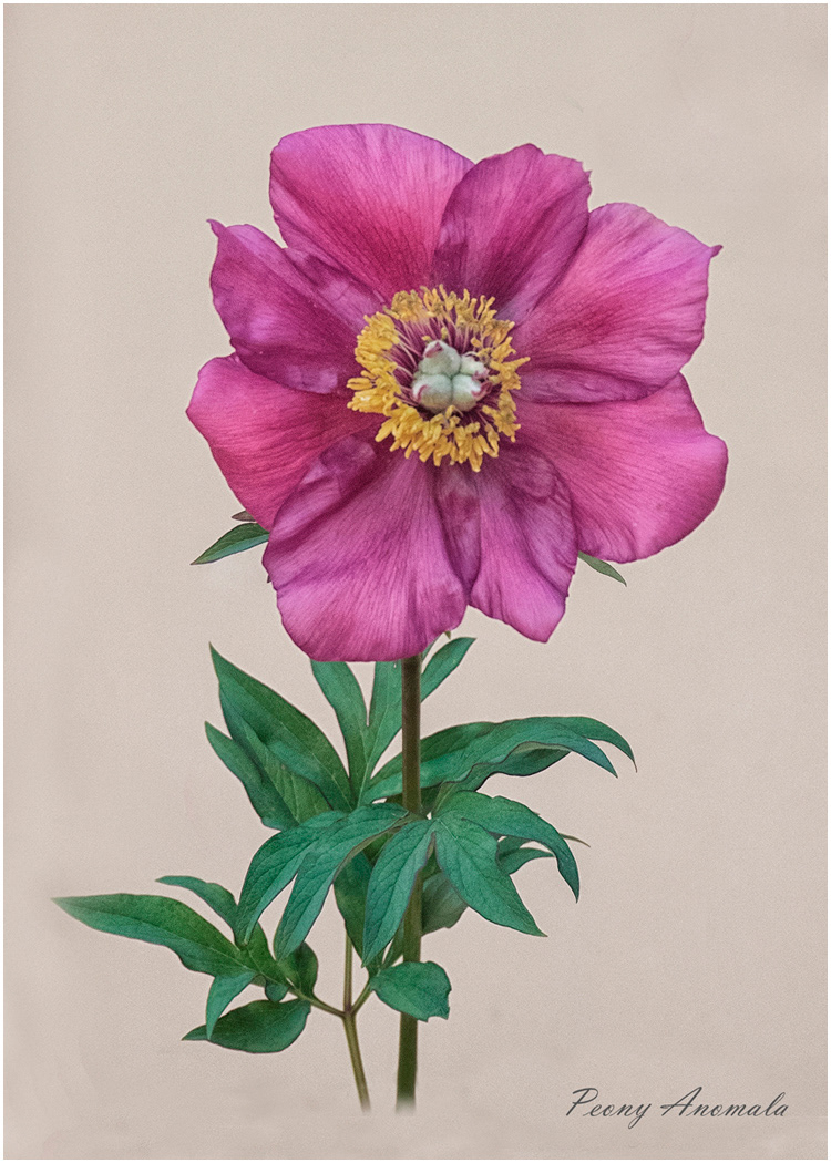 SCORE: 10. Peony Anomala By Edward Bennett
