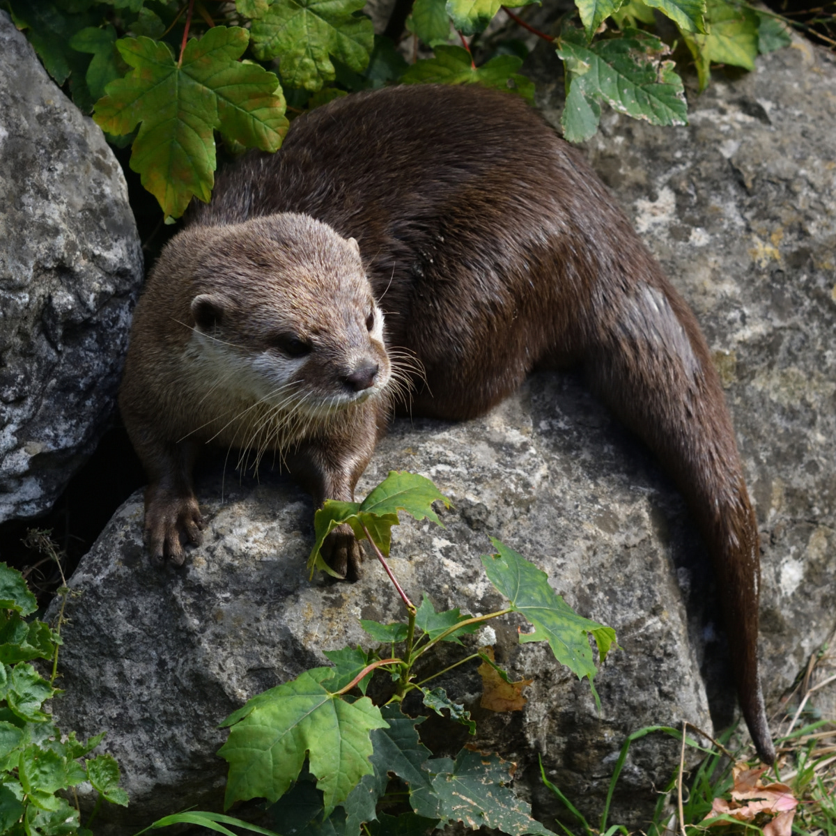 Wotanotter by Ron Matthews