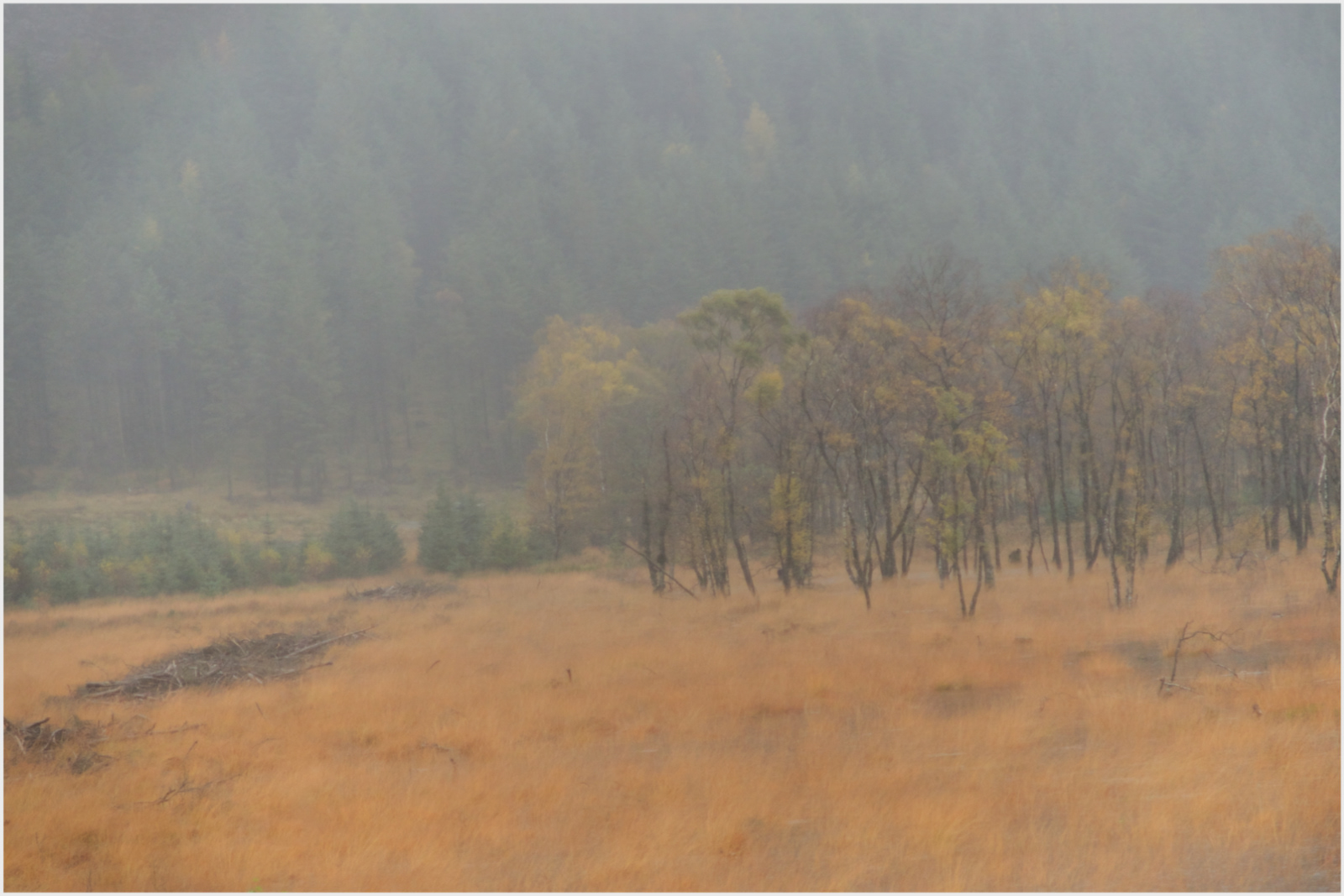 Paul Willcocks Autumn Sheet Rain