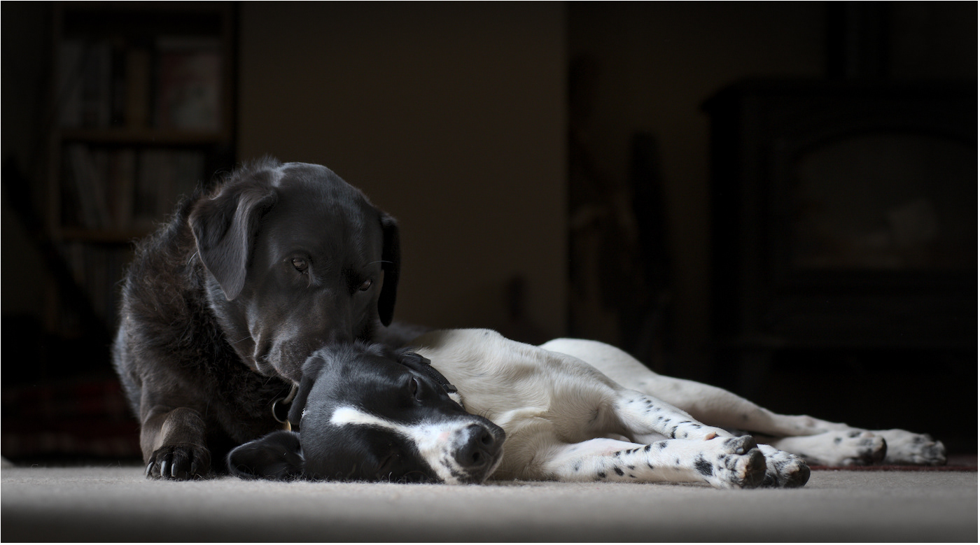 SCORE 10 Puppy Love by Harry Thomson