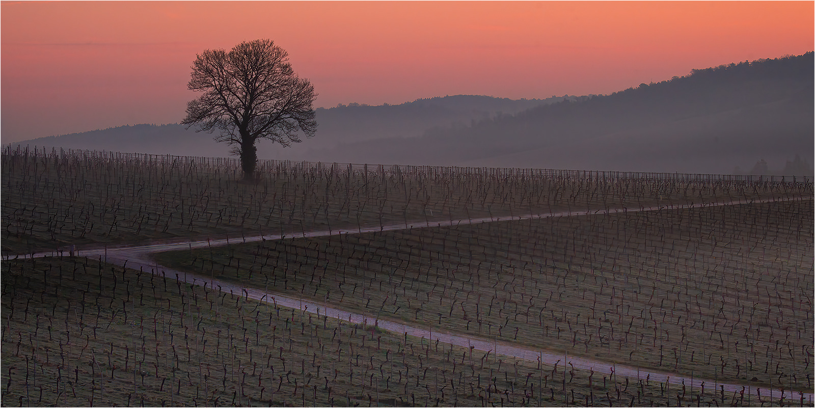 Lonely tree at Denbies by Catherine Allum