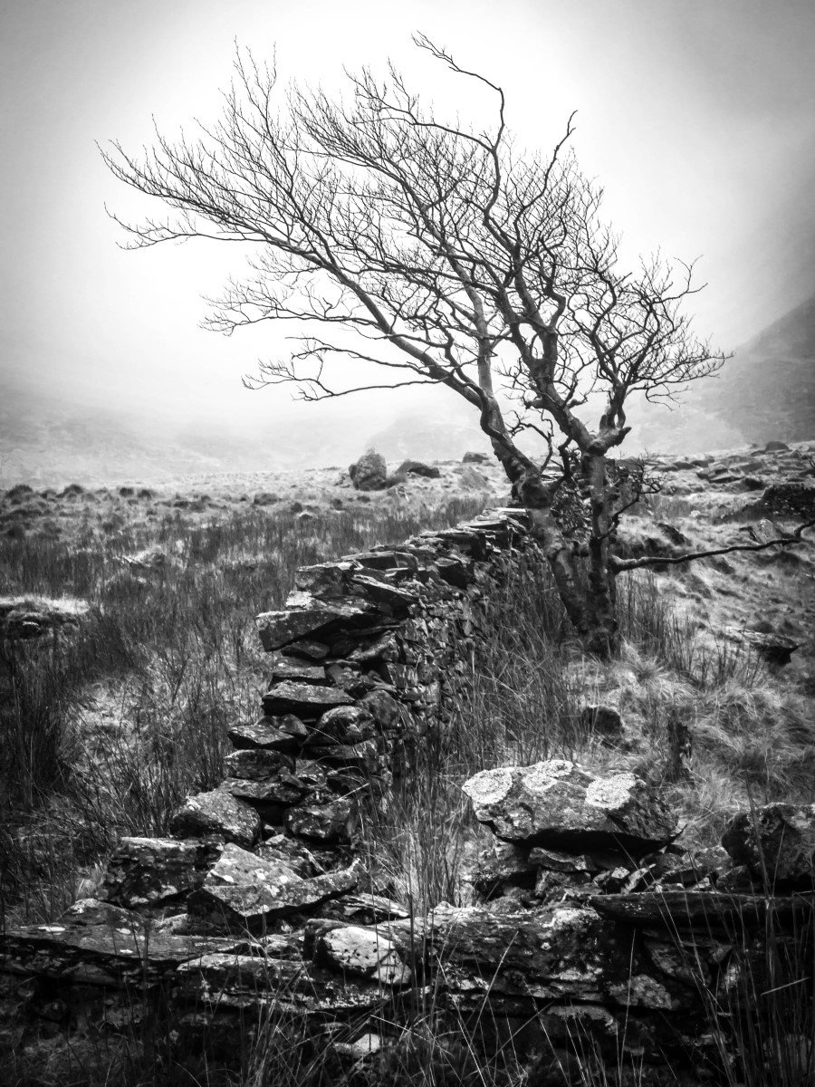 SCORE 9 Tree at Cwmorthin Mine by Genetta Aprilante