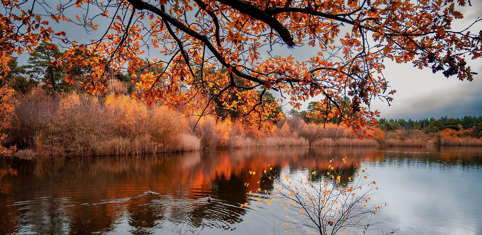 8.00 Autumn Gold on Esher Common by Bogdan Schitean