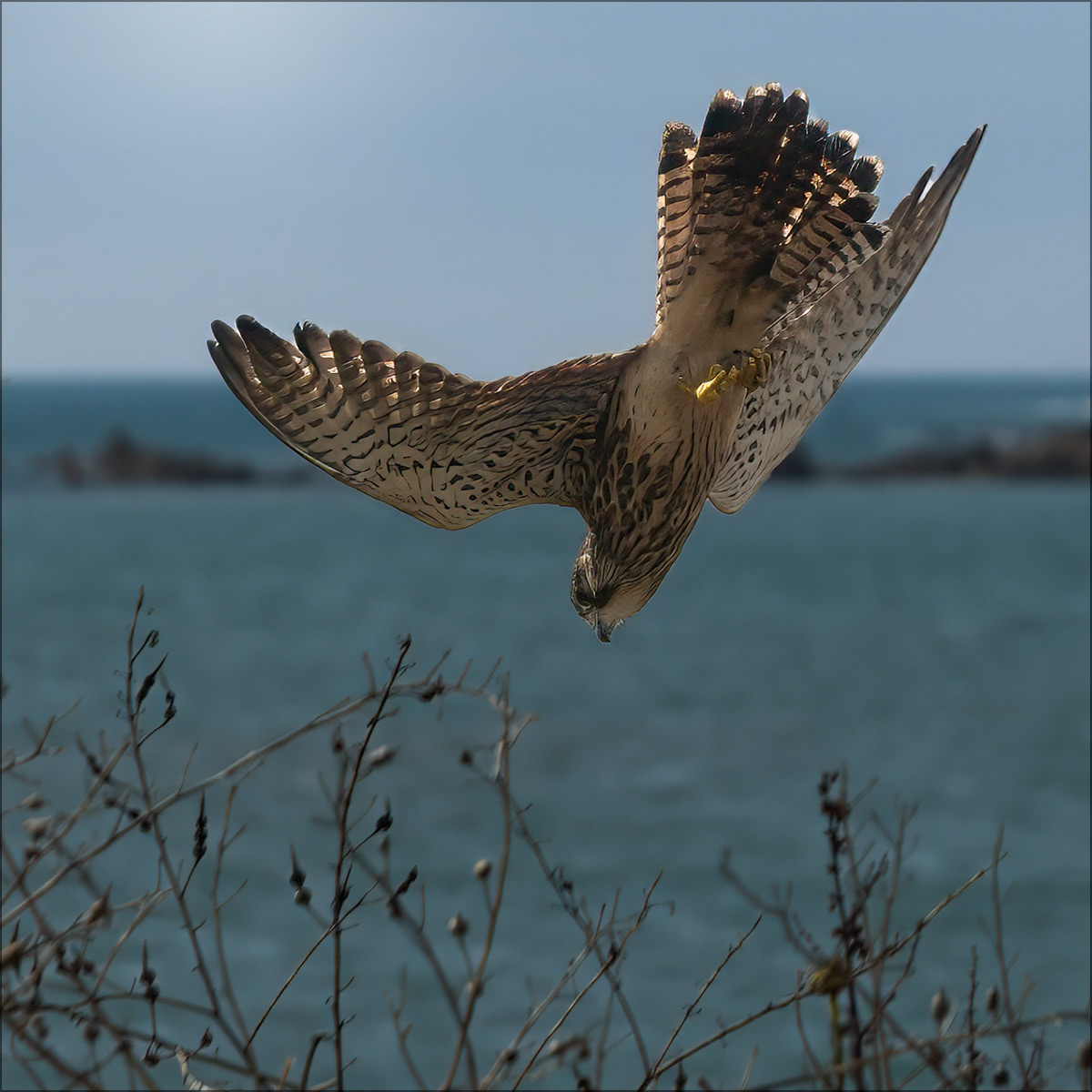 SCORE 9.0 Kestrel diving by David Hindley