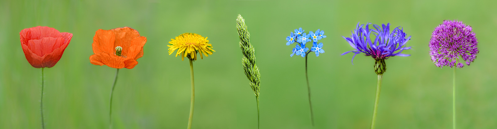 HELD BACK A Rainbow of Flowers by Fiona Humphrey
